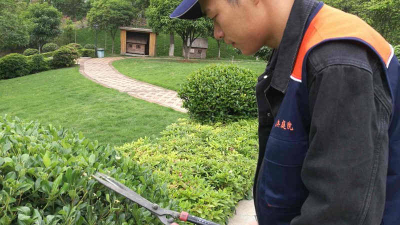 灌木种植间距：如何影响景观效果**