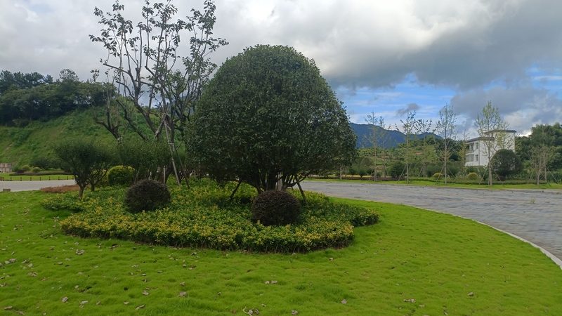 苗木种植技术视频教程：从选苗到养护的完整步骤详解
