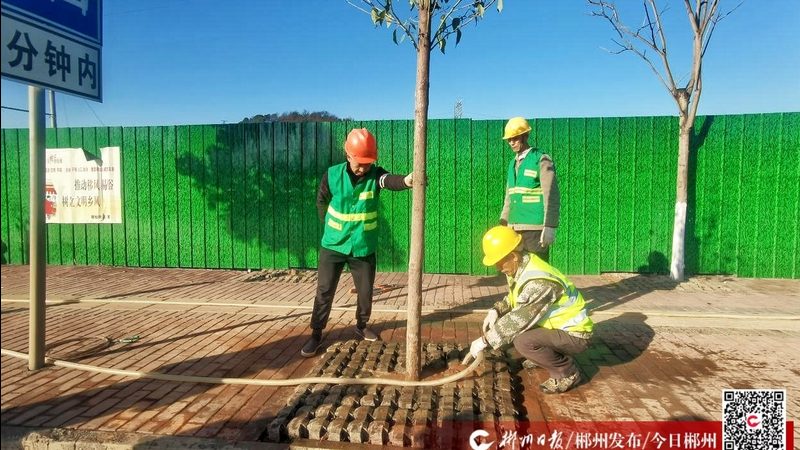 绿化施工苗木规格，那些容易被忽视的关键点