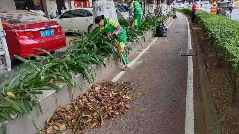 绿化灌木间距与根系生长的微妙平衡**