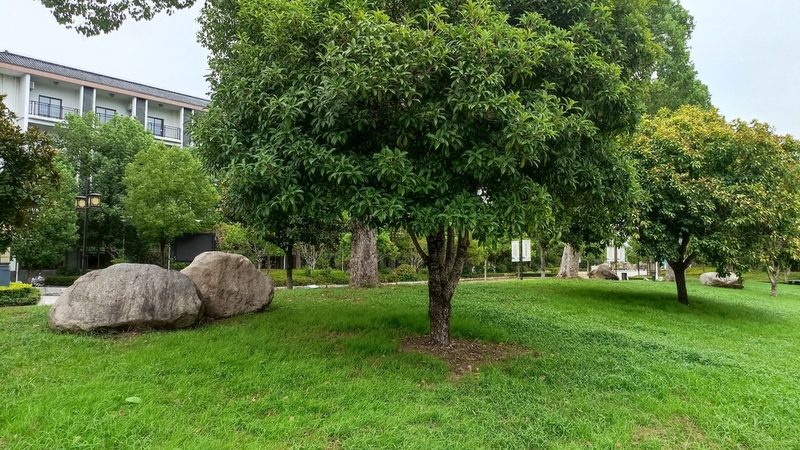 小区绿化景观设计方案规范：关键要素与实施要点**